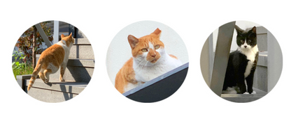 One-third cat masking tape
