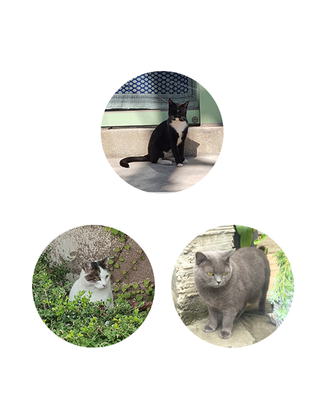 6-Month Diary (One Third Cat Half Diary) / gongjang